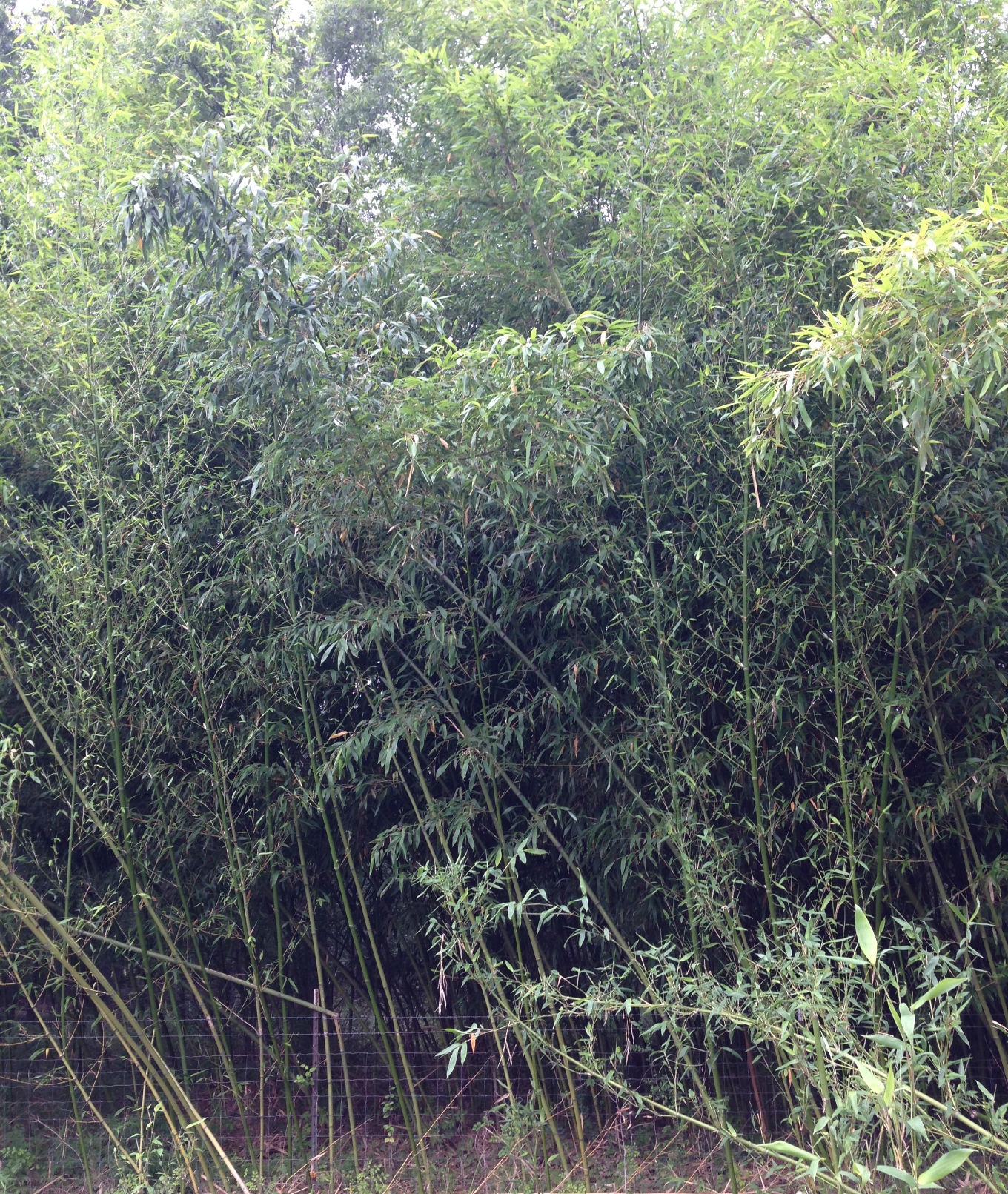 How To Properly Get Rid Of Annoying Bamboo House Tipster