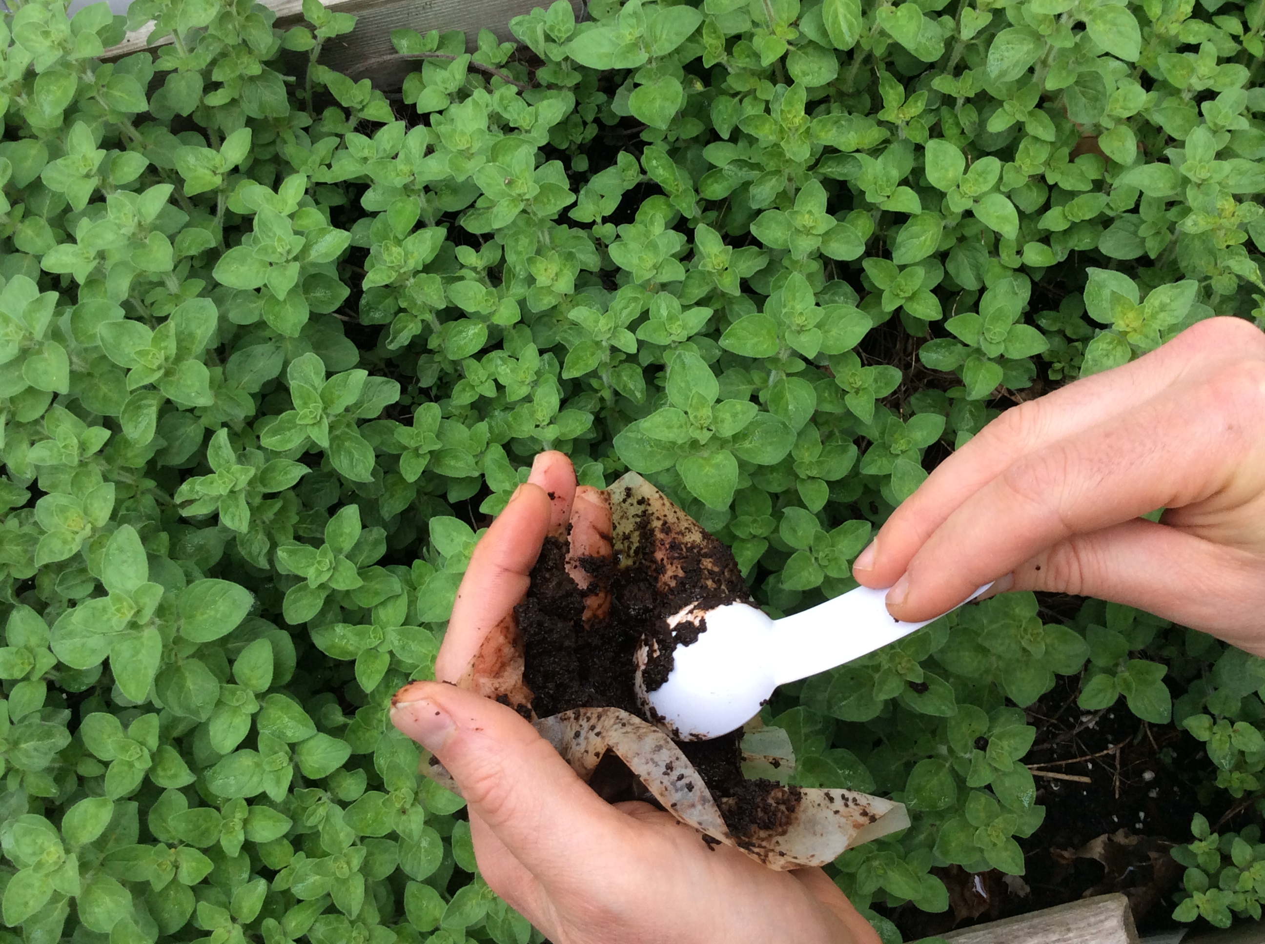 Should You Should Pee on Your Plants? House Tipster