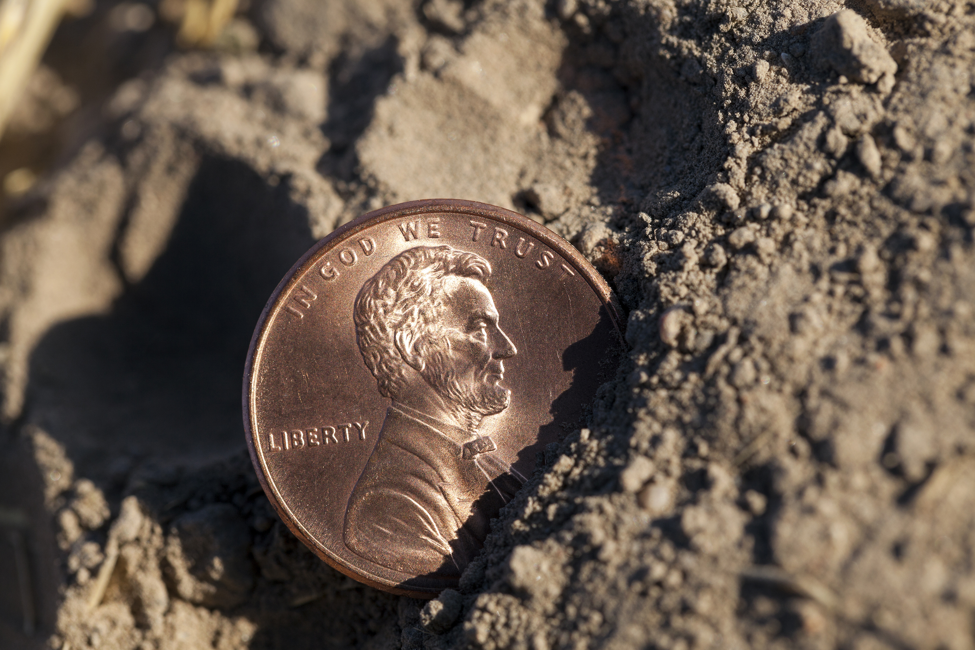 Fighting tomato blight with pennies?