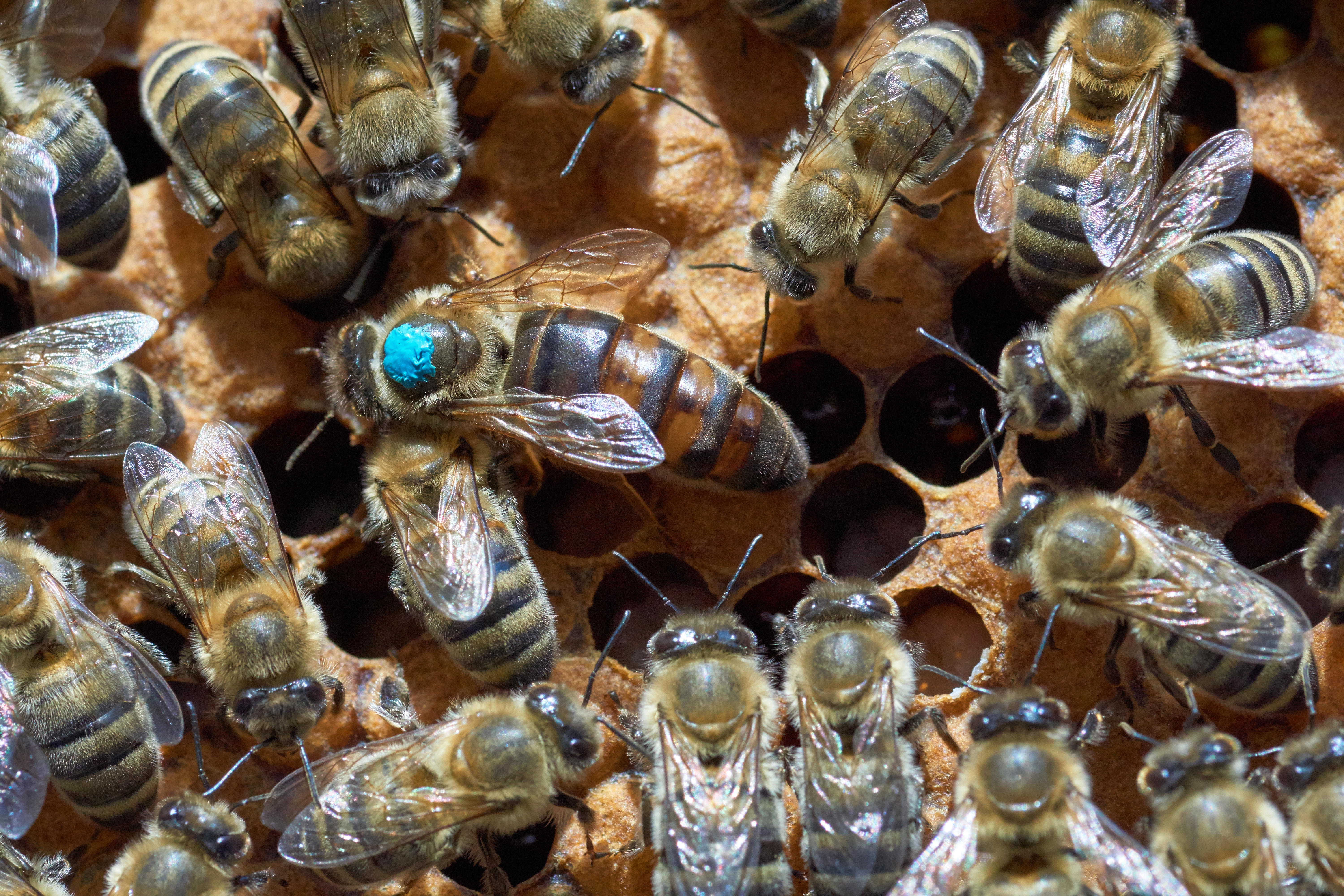 Larger queen bee marked with blue paint among smaller worker dones