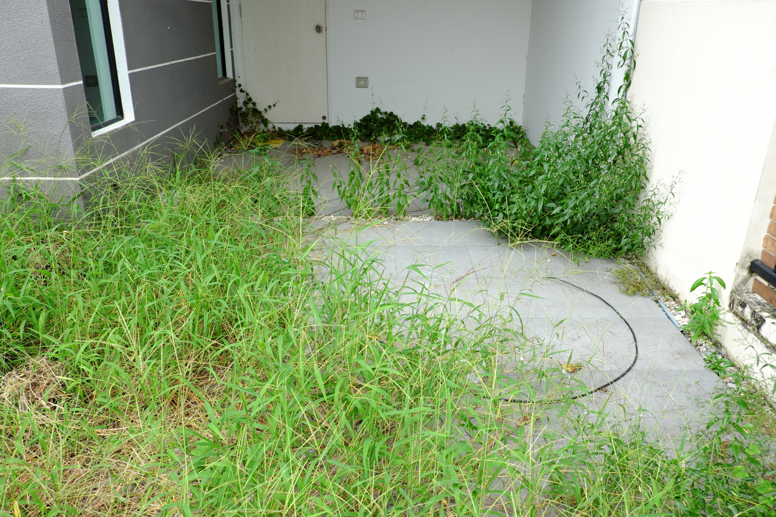 4 Tips For Dealing With Neglectful Neighbors House Tipster