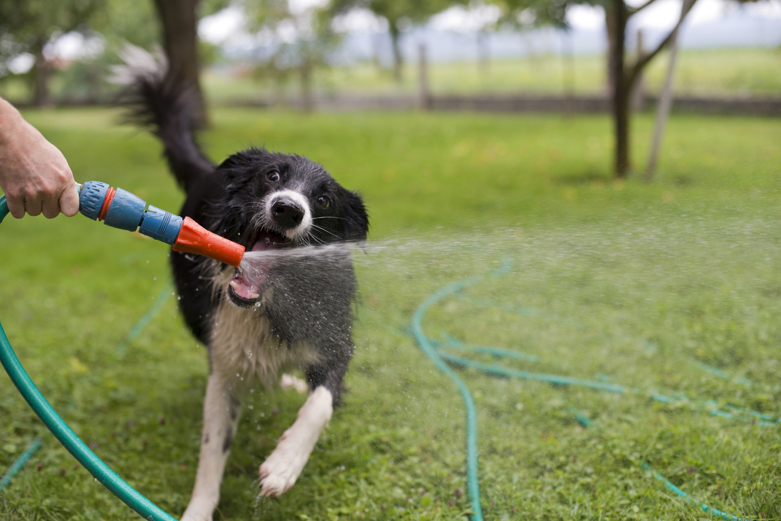 Get to Know Garden Hose Layers Before You Buy