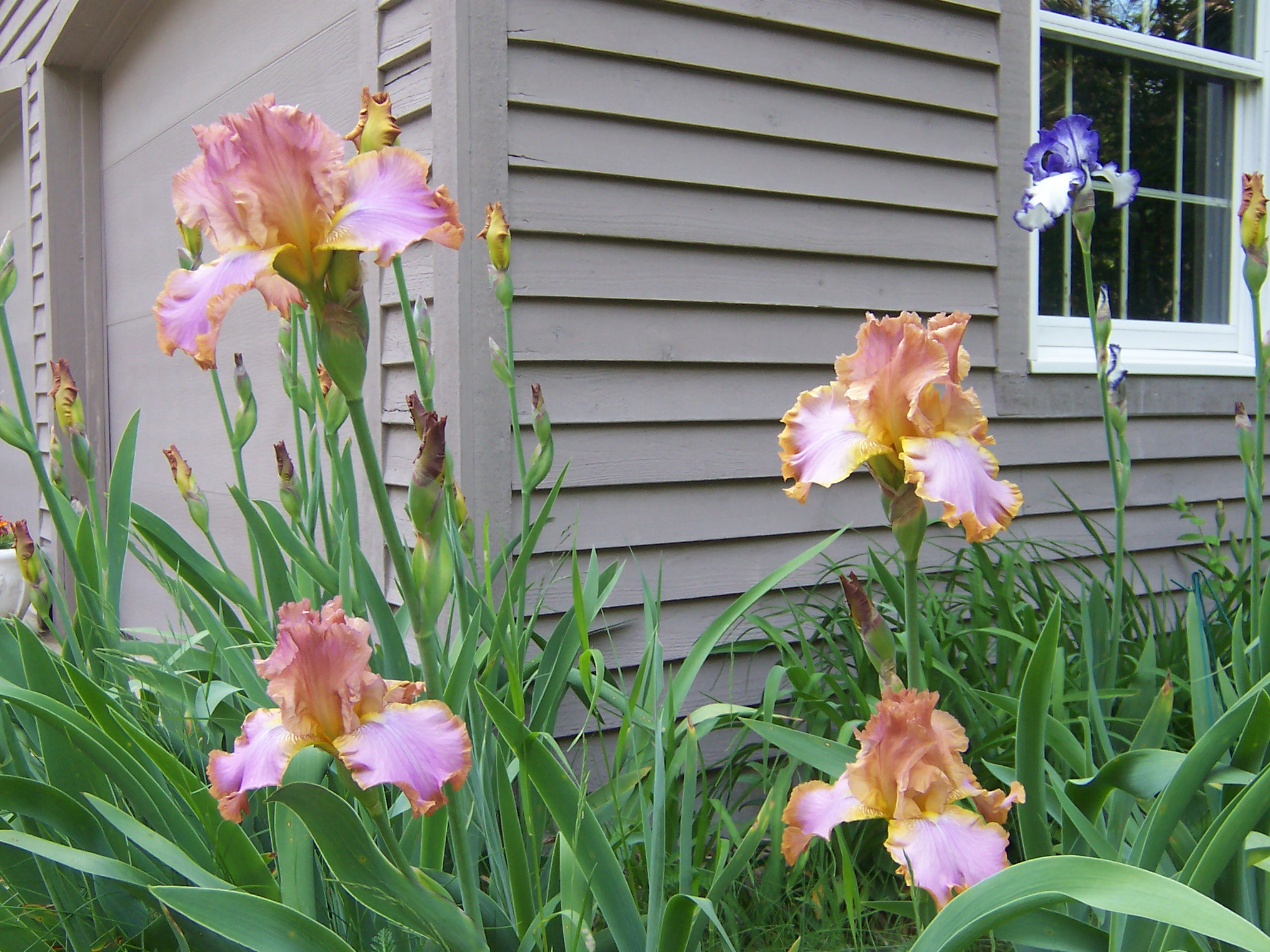 Create a Perennial Garden on the Cheap - House Tipster