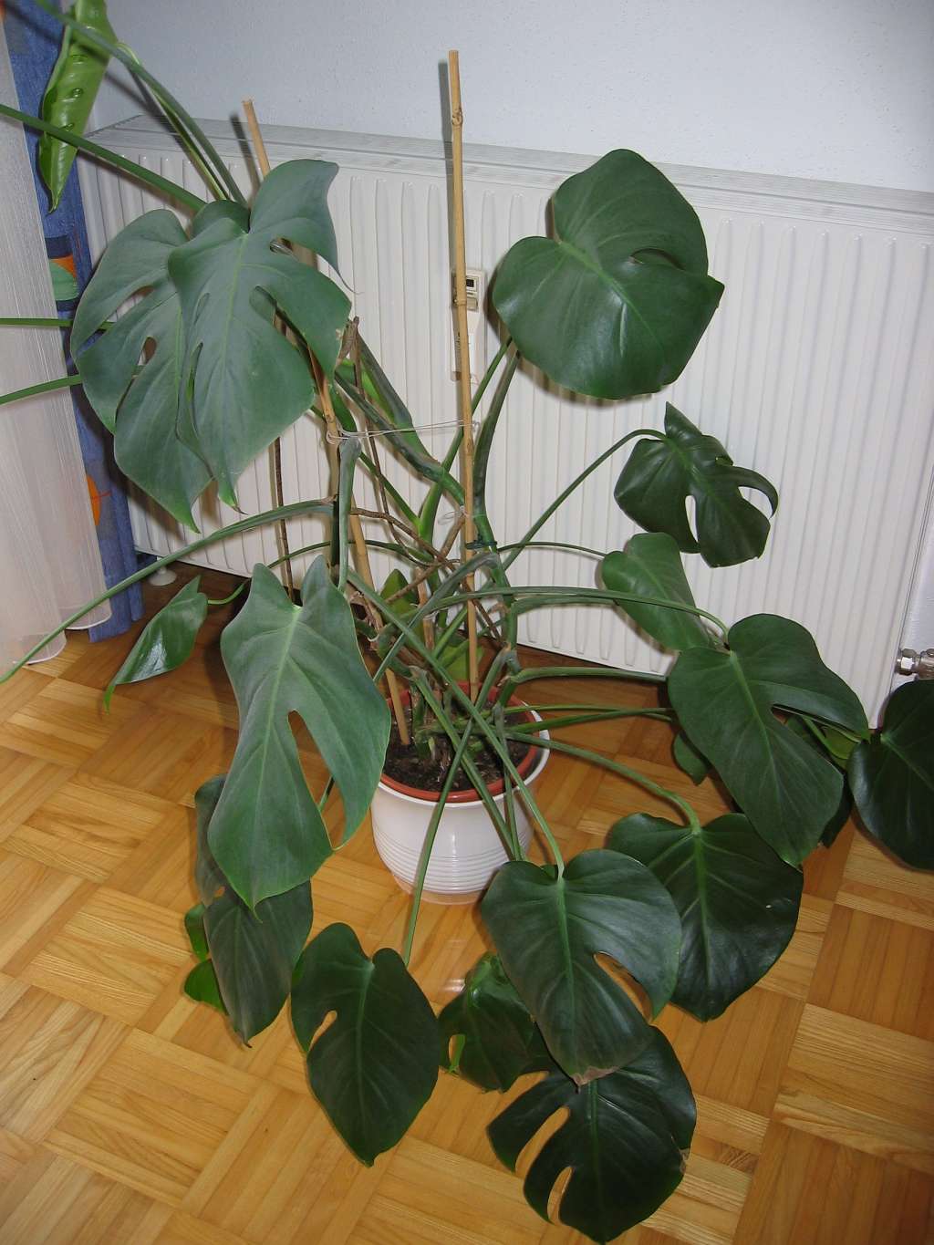 monstera deliciosa plant care stake trellis moss pole pot